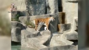 Korn - Thoughtless (Animal Cover) [4K]