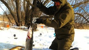 ТАКОЕ ЗАБЫТЬ НЕЛЬЗЯ! ЭТИ РЫБИНЫ ДИКО ЖРУТ НАЖИВКУ. Удачная рыбалка.