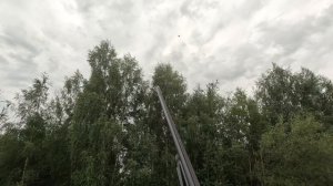 Охота на вяхиря сезон 2025