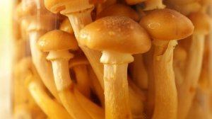 ОПЯТА МАРИНОВАННЫЕ