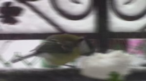 Синички любят сало.