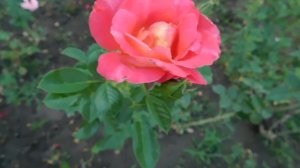 ВИДЕО  ПВН  ББ   (1345)