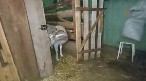 Деревенские будни//Два дня из жизни на подворье//Снова пополнение.