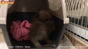 Приключения сироток лисят перед поездкой в Тайган. Foxes cubs before a trip to Taigan.