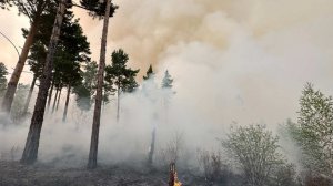 Глава Рослесхоза назвал лесные пожары 2025 года климатической аномалией