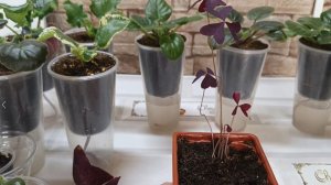 Фиалки на фитиле. Оксалис.