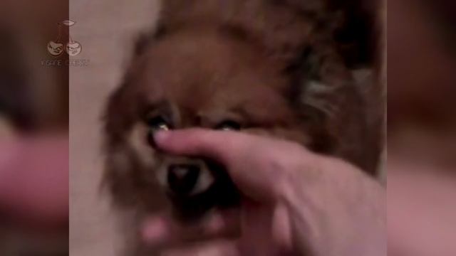 Linkin Park - Faint (Animal Cover)🐝😸🐐🐕 [4K]