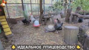 Идеальное птицеводство достойно восхищения 🐓🦆🦢🦚🦃🐔 эпизод (440)