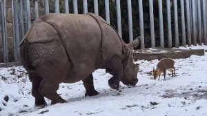 В польском зоопарке маленький кроха-олень атаковал носорога