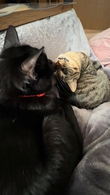 Все дело в ракурсе. смотреть онлайн