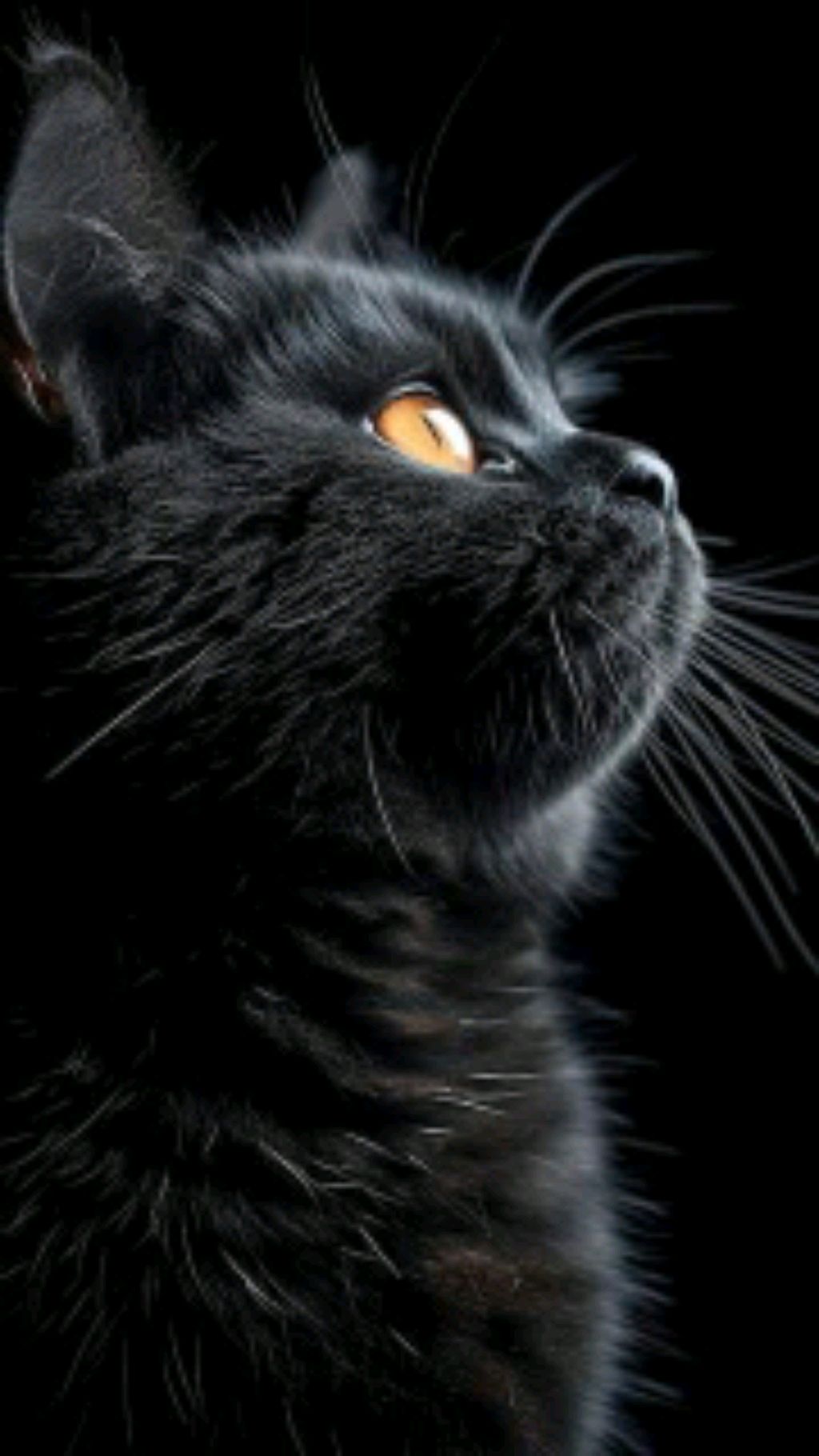 кот 🐈 снимается смотреть онлайн