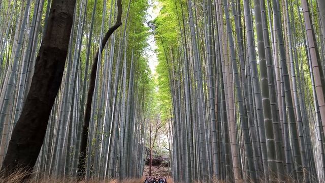 Бамбуковая роща Сагано в Арасияме: рикши среди зелёных гигантов