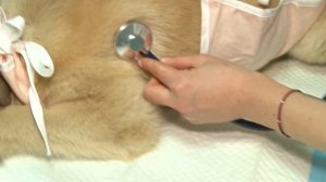 Собака бойцовской породы напала на подростка в Бийске ("Будни", 12.01.26г., Бийское телевидение)