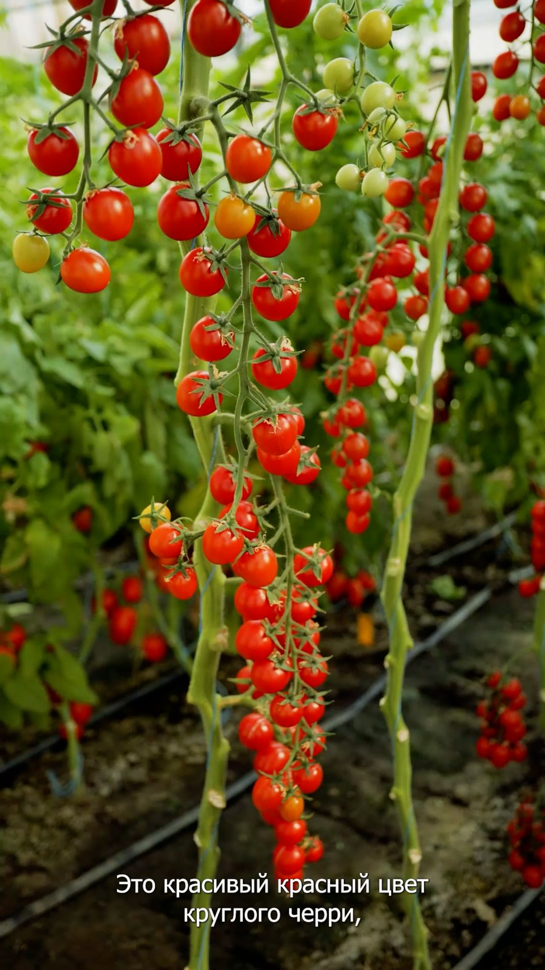 Более 35 черри на ветке! Черри томат для выращивания в теплицах. смотреть онлайн
