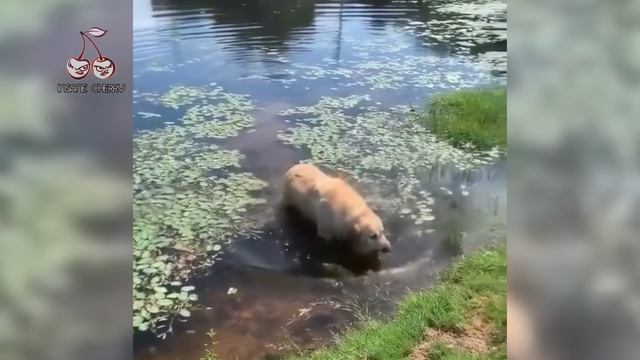 PSY - Gangnam Style (Animal Cover) [4K]