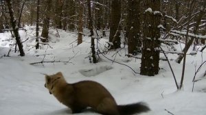 Видео от Красноярская тайга. Фотоловушки