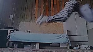 просто видео