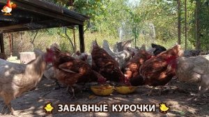 Забавные курочки несушки на сельском подворье 🤗😂😜 (90)