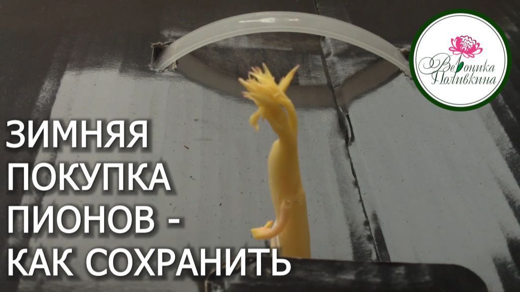 ЗИМНЯЯ ПОКУПКА ПИОНОВ. КАК СОХРАНИТЬ смотреть онлайн