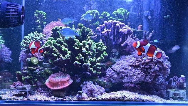 Мои морские рыбки 2 смотреть онлайн