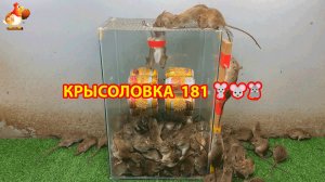 Крысоловка вариант (181) 🐀 Как сделать крысоловку своими руками и поймать кучу крыс 🐀🐁🐀