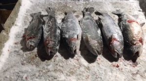 улов форели