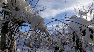 Снежок милый мой дружок