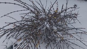 Сюрприз к Старому Новому году!