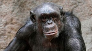 В Японии умерла известная своими когнитивными способностями шимпанзе Ай