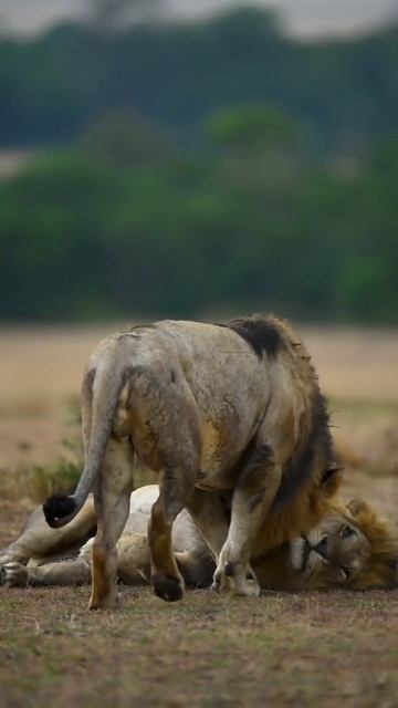 Львы могут спать до 20 часов в день, большую часть времени проводя в полусне.