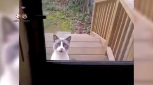 The Offspring - Kids Aren_t Alright (Animal Cover) [4K]