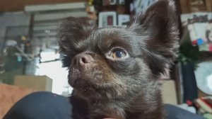 ИДЕАЛЬНАЯ собака чихуахуа нашла НОВЫЙ дом 14.01.26 #купить_чихуахуа +79215950848 ЕСТЬ ДОСТАВКА