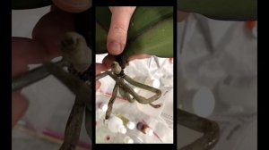 Орхидея без корней, что делать! Подробное видео как нарастить орхидее корни!