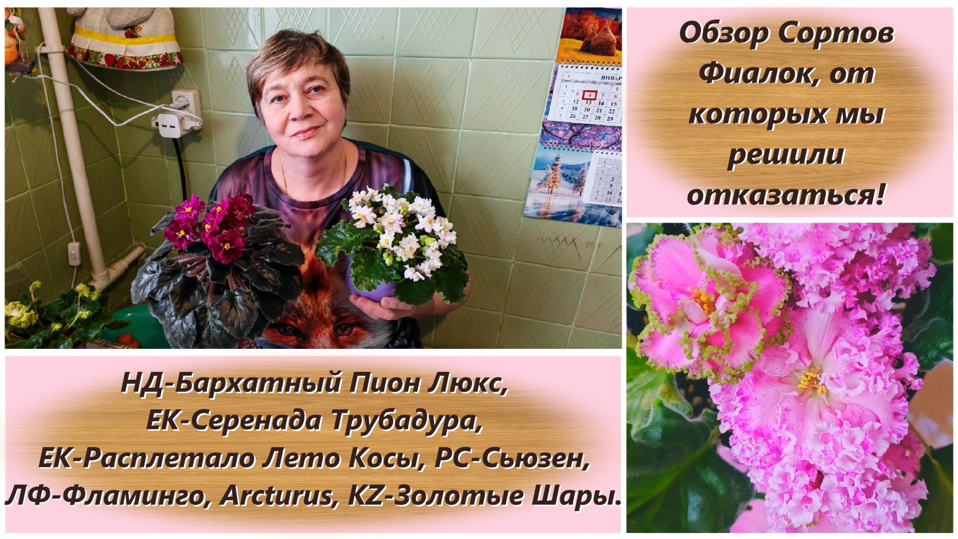 Обзор Сортов Фиалок, от которых мы решили отказаться! смотреть онлайн