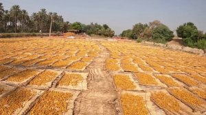 Финики, бананы, дуриан, манго. Сбор фруктов в Пакистане