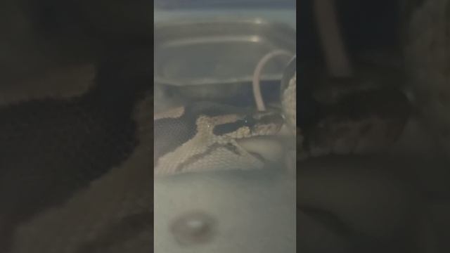 Кормление Нормана. 10 января 2026 г. смотреть онлайн