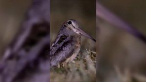 Michael Jackson - Billie Jean (Animal Cover) [4K]