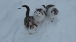 Кошачее кино: летние песни и зимние снега.