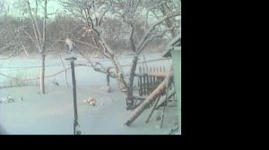 Птички с нашего двора