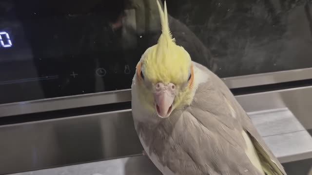 СРОЧНО НУЖНЫ ПОЛКИ🤣🤣СТАВИТЬ УЖЕ НЕКУДА смотреть онлайн