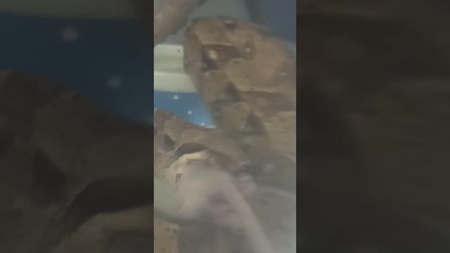 Кормление удава Мигеллы. 10 января 2026 г. смотреть онлайн