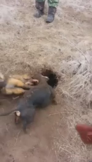 Охота с таксой на лису