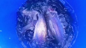 Запуск от 12.01.26