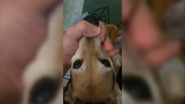 The X-Files theme but sounds like animals [4K]