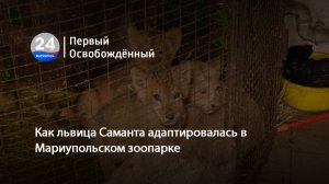 Как львица Саманта адаптировалась в Мариупольском зоопарке. 12.01.2026