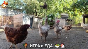 Кормление кур овощами и фруктами для зарядки и от скуки 🥗🐓🤗  (38)
