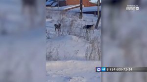 «Выхожу за ребёнком с палкой»: жительница Братска пожаловалась на стаи бродячих собак