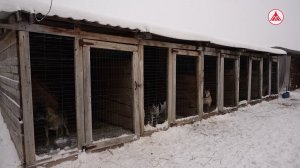 Традиция добрых дел: молодые специалисты Лангепаса снова в гостях у бездомных животных