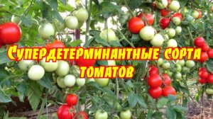 Супердетерминантные сорта томатов ФОРМИРОВКА