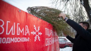 Инструкция, как распрощаться с зеленой красавицей без ущерба для экологии